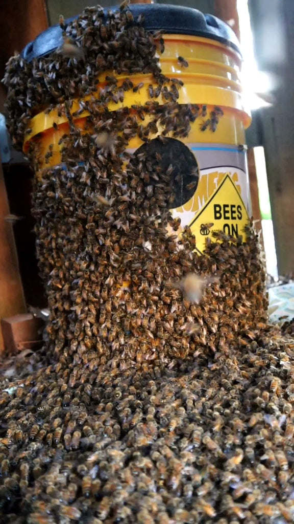 Swarm of bees clinging to orange bucket with BEES ON BOARD sticker